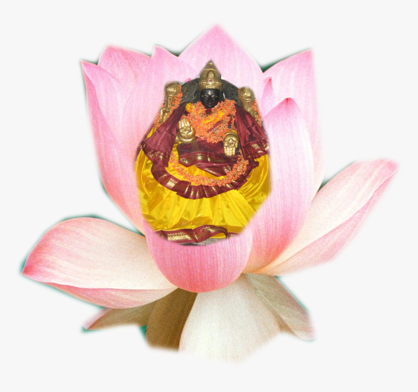 Sacred Lotus, HD Png Download, Free Download