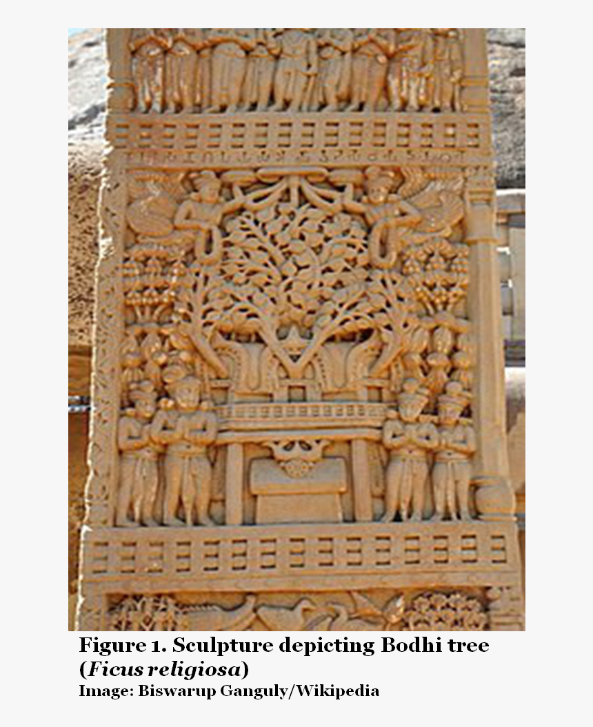 Sculpture Depicting Bodhi Tree - Bodhi Tree In Sanchi Stupa, HD Png Download, Free Download