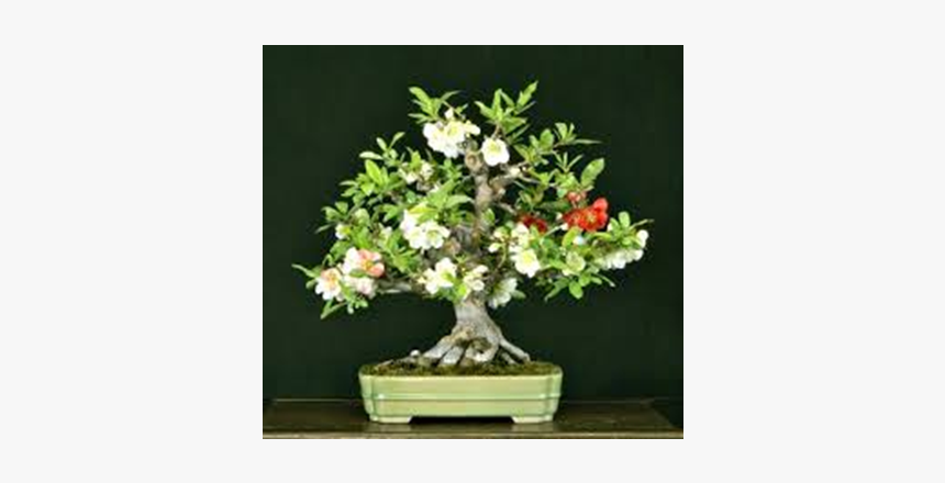 Malpighia Bonsai Tree - Bonsai Tricolor, HD Png Download, Free Download