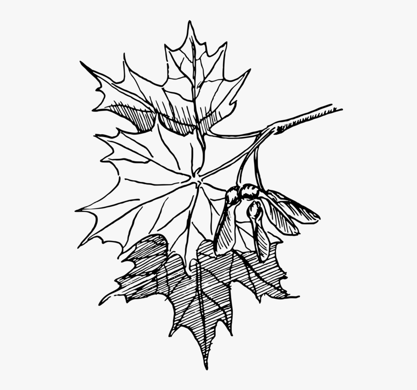 Sugar Maple Maple Leaf Drawing Line Art Autumn Leaf - Maple Leaf Line Art, HD Png Download, Free Download