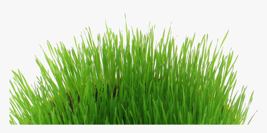 Easter Grass Download Transparent Png Image - Transparent Easter Grass, Png Download, Free Download