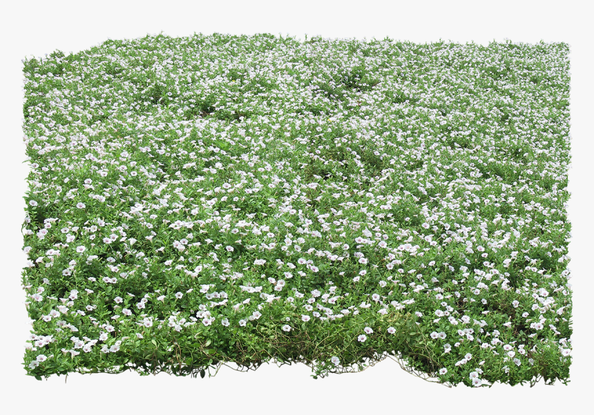 Transparent Ground Cover Png, Png Download, Free Download