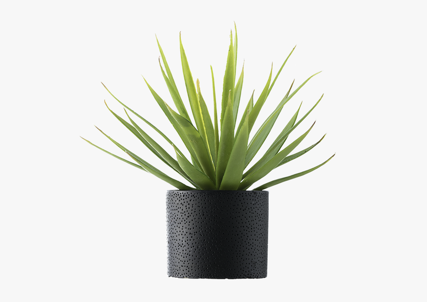 Plant In Vase Png, Transparent Png, Free Download