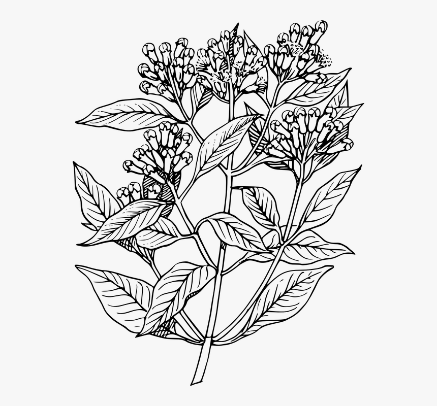 Cloves, Plants, Trees, Flowers, Buds, Aromatic, Herbs - Elder Flower Line Art, HD Png Download, Free Download
