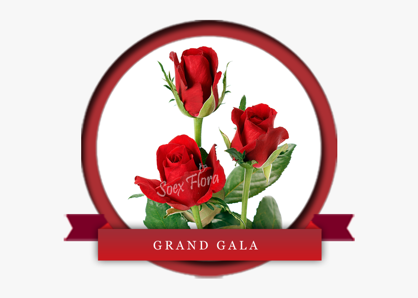 Taj Mahal /top Secret Rose Grower And Exporter In Malaysia, - Grand Gala In Rose, HD Png Download, Free Download