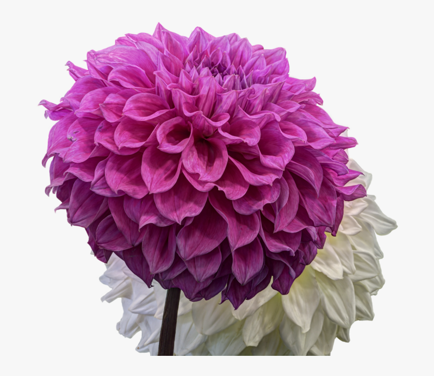 Dahlia Png Pic - Transparent Background Dahlia Flower, Png Download, Free Download