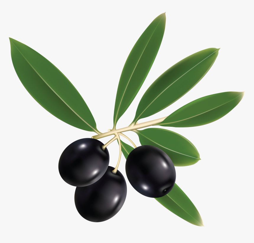 Olive Clipart Jamun Fruit - Jamun Fruit Clipart, HD Png Download, Free Download