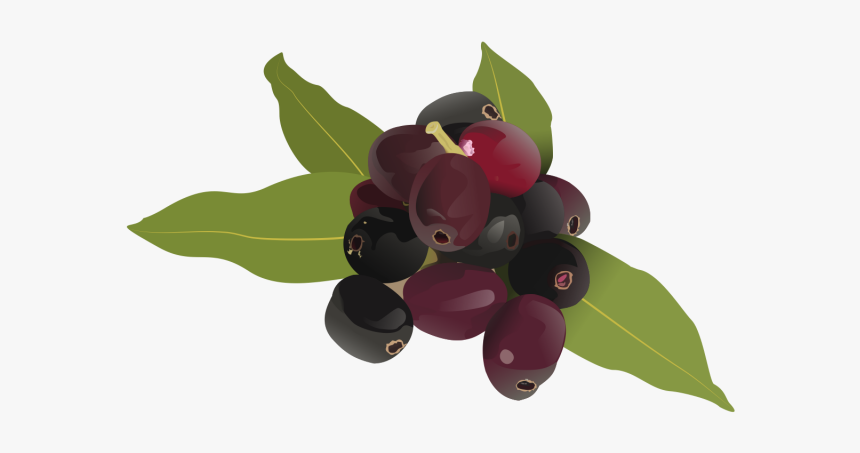 Fruit Drawing Jamun Logo - Jamun Fruit Clipart, HD Png Download, Free Download