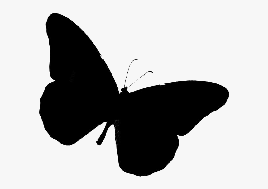 Beautiful Butterfly Png Transparent Images - Brush-footed Butterfly, Png Download, Free Download