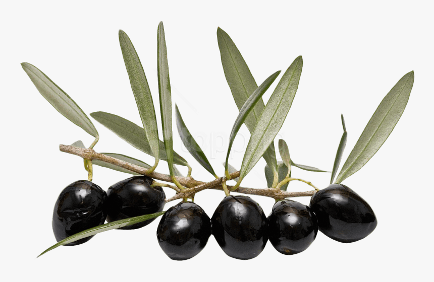 Jamun - Olive Png, Transparent Png, Free Download