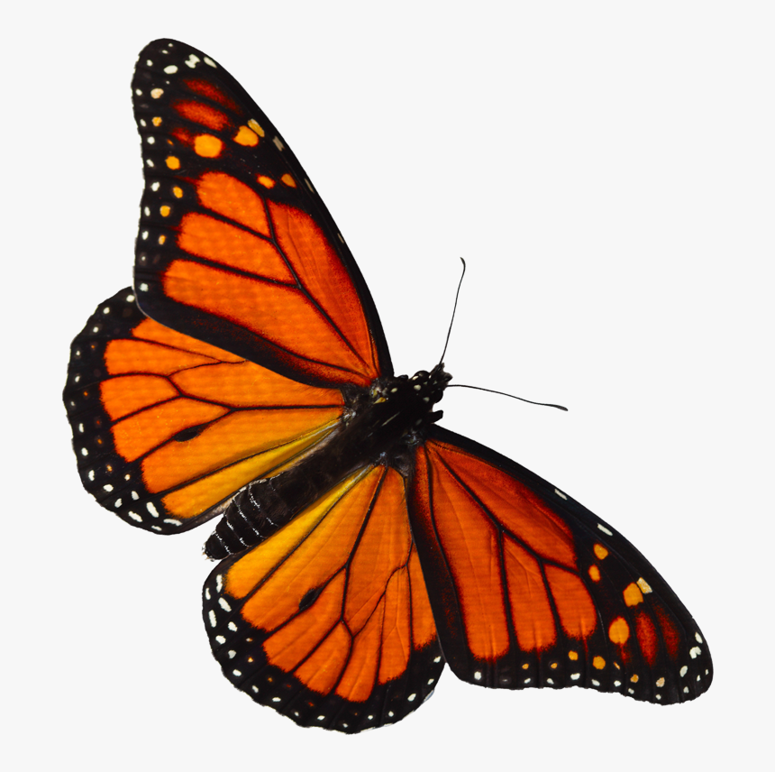 Transparent Butterfly Clipart Png - Monarch Butterfly Png Transparent, Png Download, Free Download