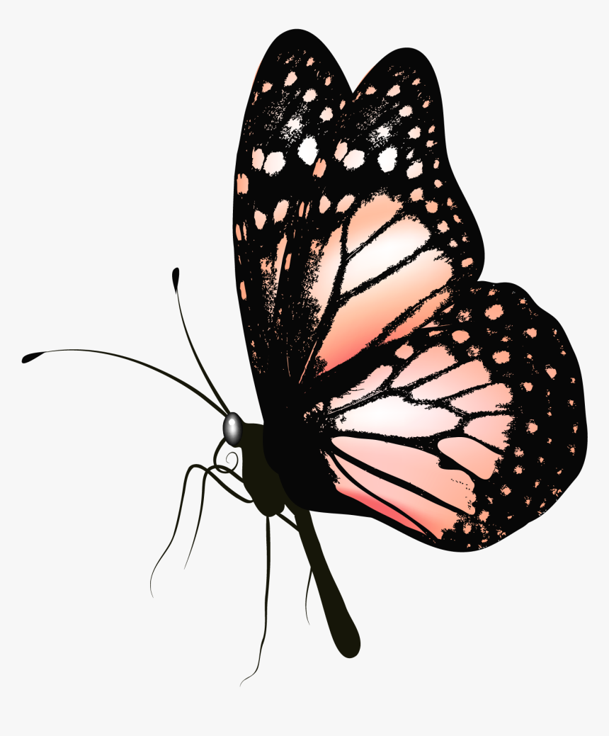 Realistic Butterfly Clipart , Png Download - Butterfly Gif Images Png, Transparent Png, Free Download