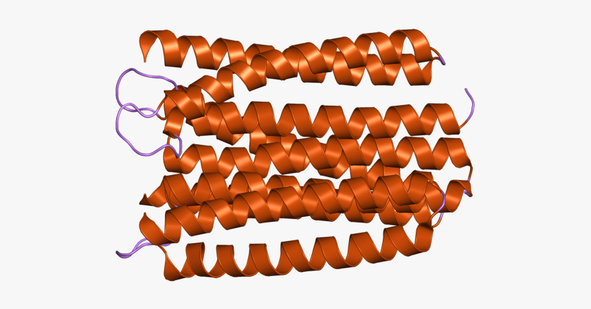 Pdb 1wcr Ebi - Gulab Jamun, HD Png Download, Free Download