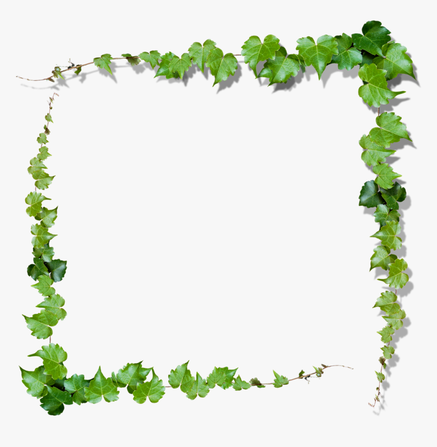 Nature Frame Png - Ivy Frame Png, Transparent Png, Free Download