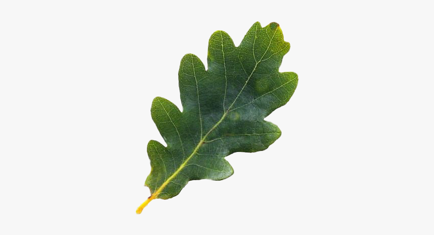 Oak Leaves - Oak Tree Leaf Png, Transparent Png, Free Download