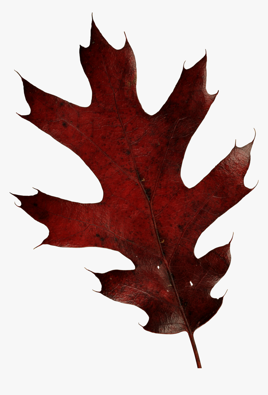 Autumn Leaves Png Image - Fall Leaves Png, Transparent Png, Free Download