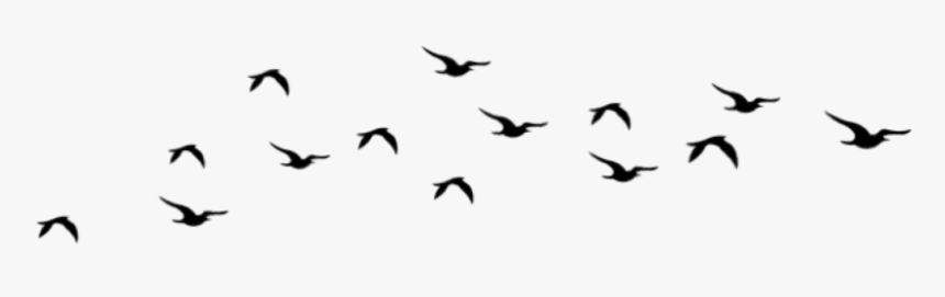 #aves #tumblr - Flock, HD Png Download, Free Download
