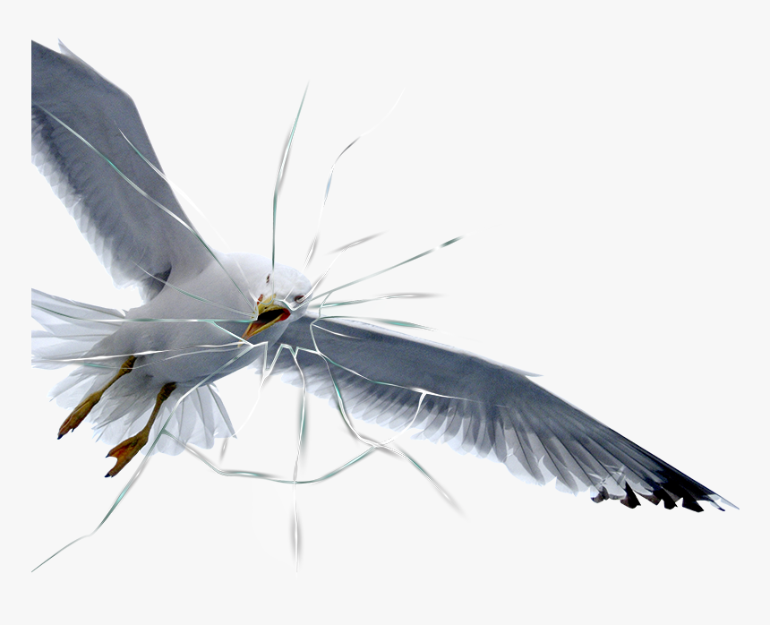 Imagenes De Aves Volando, HD Png Download, Free Download