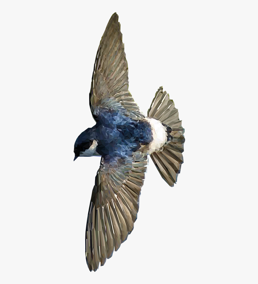 Ave Volando Png, Transparent Png, Free Download
