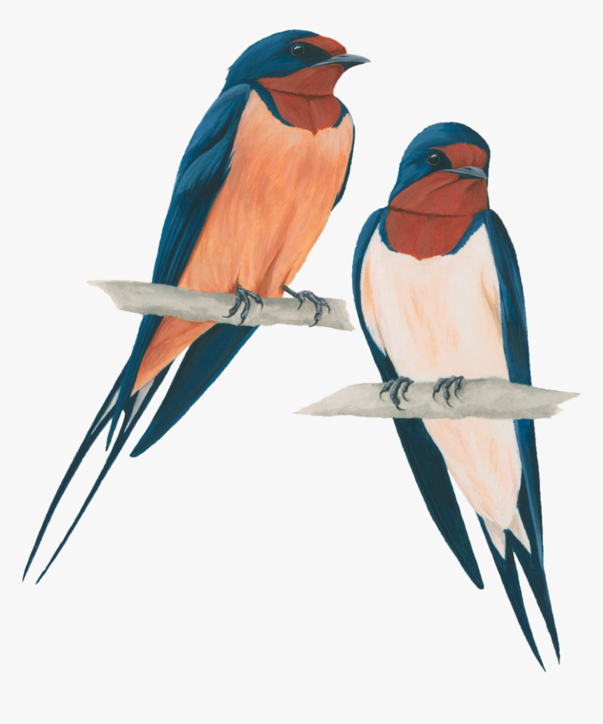 Golondrina Macho Y Hembra, HD Png Download, Free Download