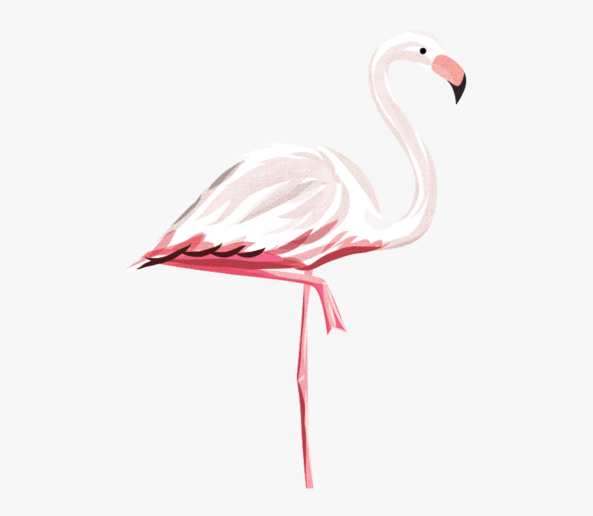 Left-flamingo - Greater Flamingo, HD Png Download, Free Download
