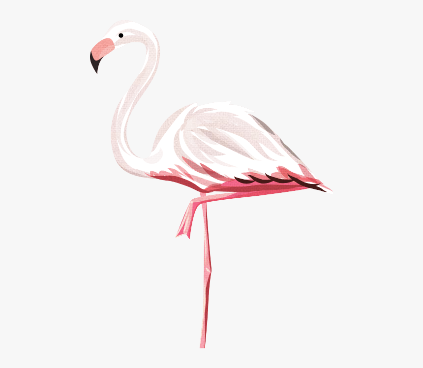 Right-flamingo - Greater Flamingo, HD Png Download, Free Download