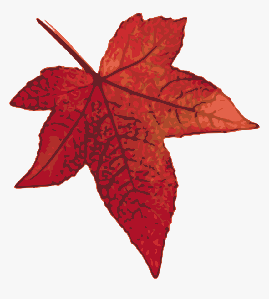 Oak Leaf Clipart - Maple Leaf Clipart, HD Png Download, Free Download