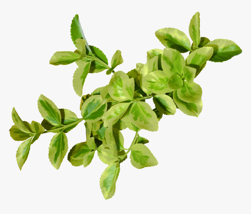 Green Leaves Png, Transparent Png, Free Download