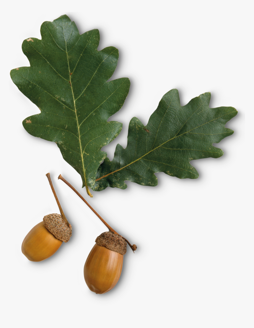Oregon White Oak - Oak Tree Leaf And Seed, HD Png Download, Free Download