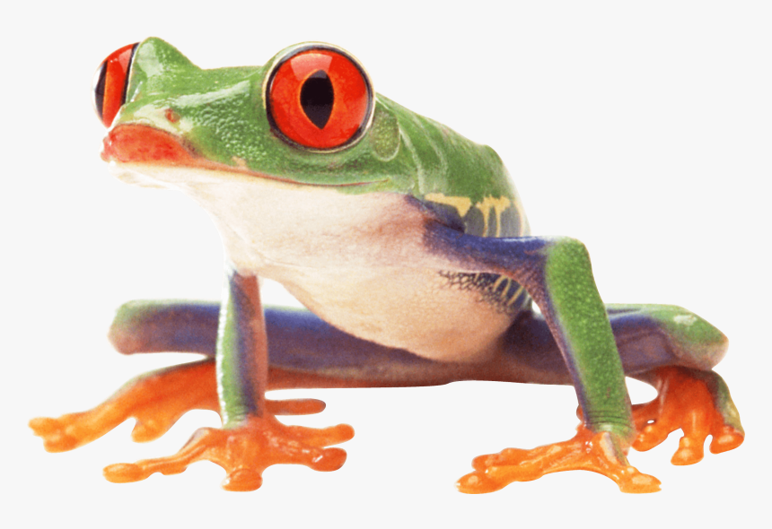 Clown Frog Sideview - Frogs Png, Transparent Png, Free Download