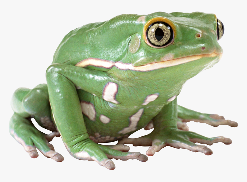 Frog Png Image Free Download Image, Frogs - Its Thursday My Dude, Transparent Png, Free Download