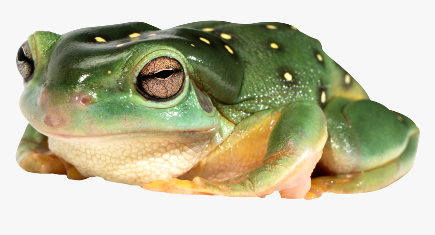 Frog Png - Transparent Frog Images Png, Png Download, Free Download