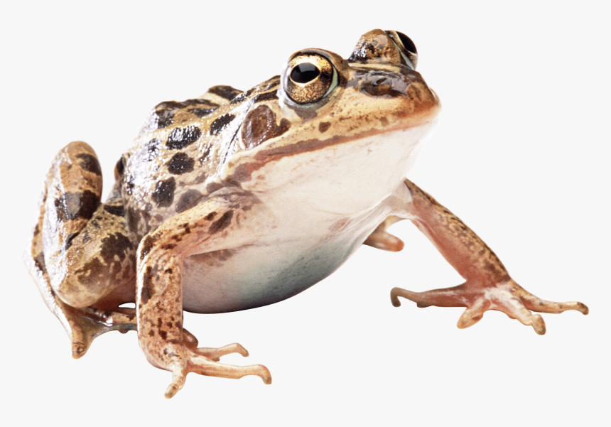 Brown Frog - Wood Frog Transparent Background, HD Png Download, Free Download