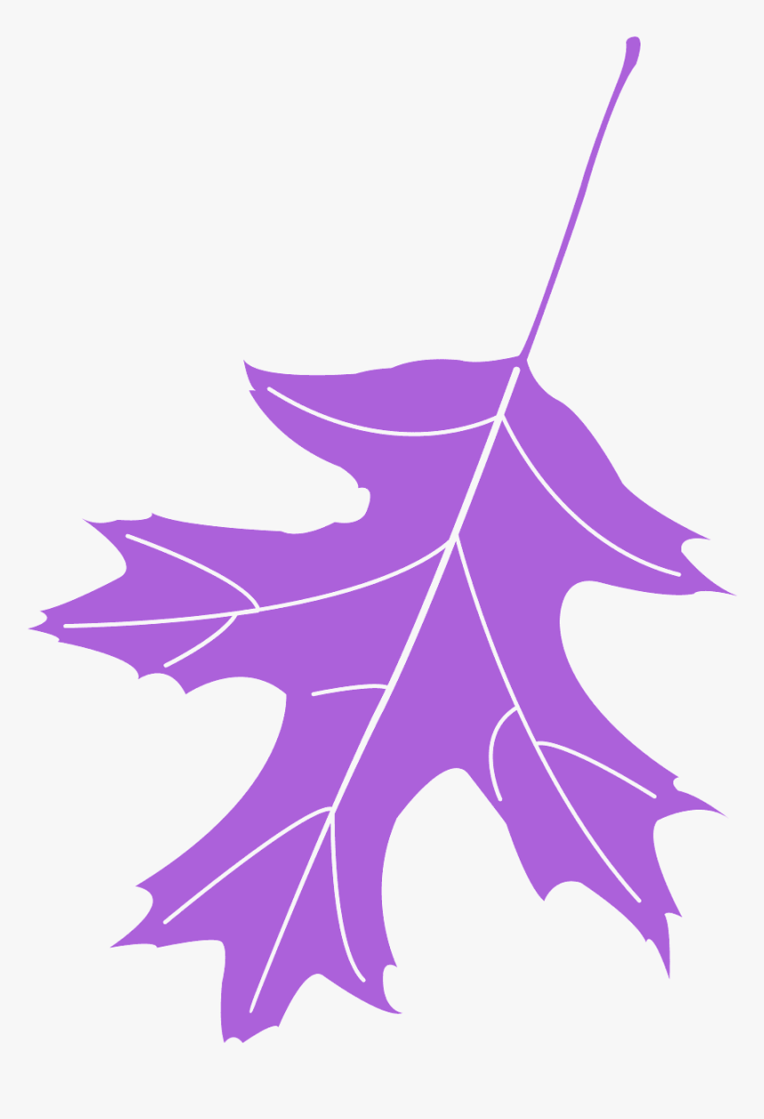 Leaf Oak, HD Png Download, Free Download