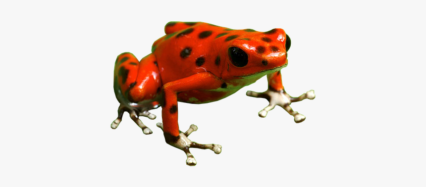 Poison Dart Frog Png Free Download - Poison Dart Frog Transparent, Png Download, Free Download