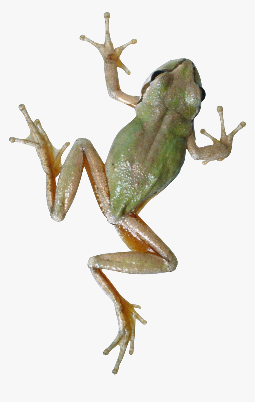 Frog Png - Tree Frog Transparent Background, Png Download, Free Download