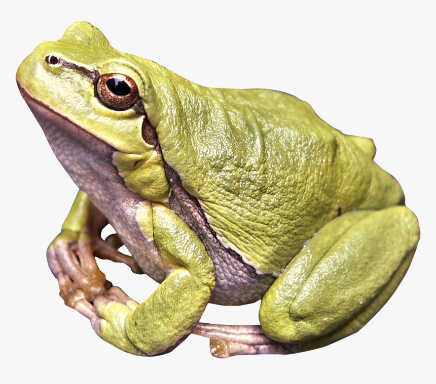 Frog Png Image, Transparent Png, Free Download