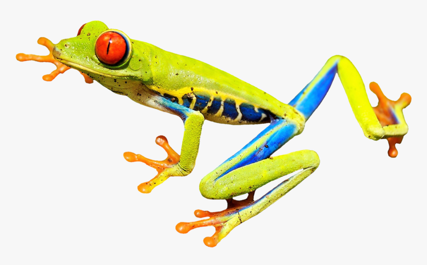 Rainforest Frog Transparent Png Image - Red Eyed Tree Frog Clipart, Png Download, Free Download
