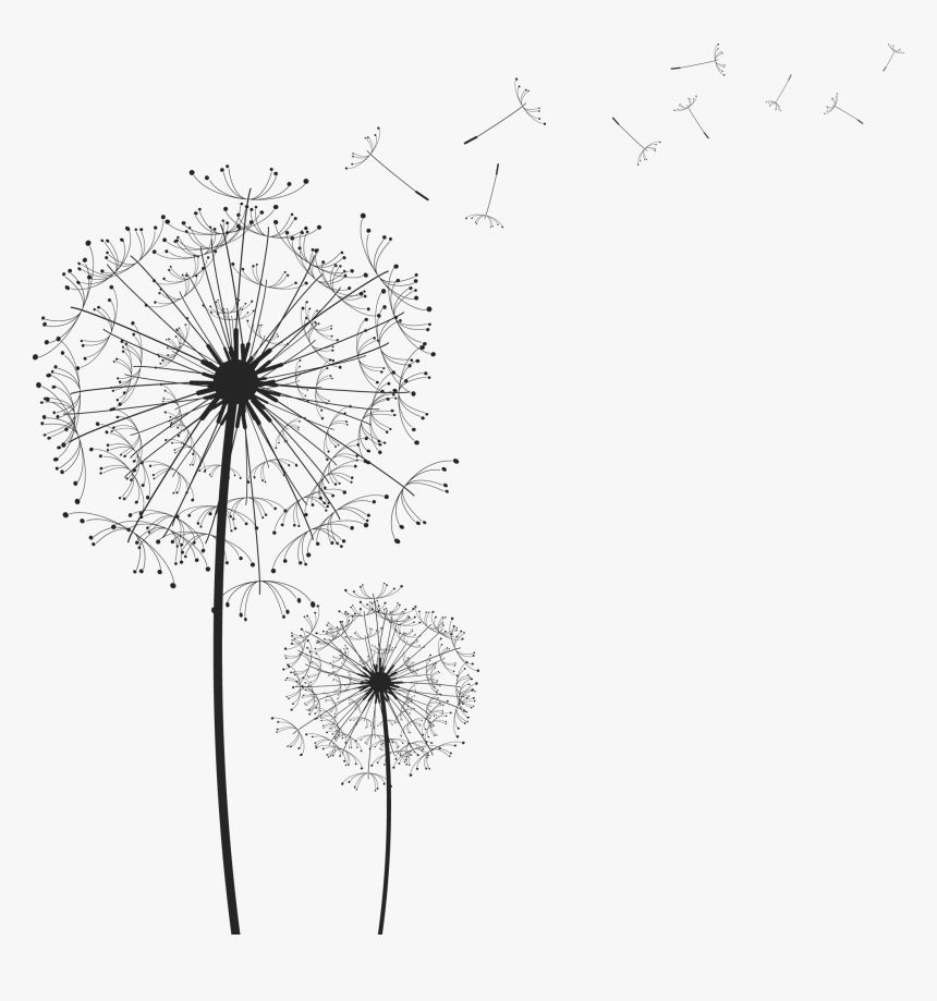 Dandelion Png Clipart - Dandelion Png, Transparent Png, Free Download