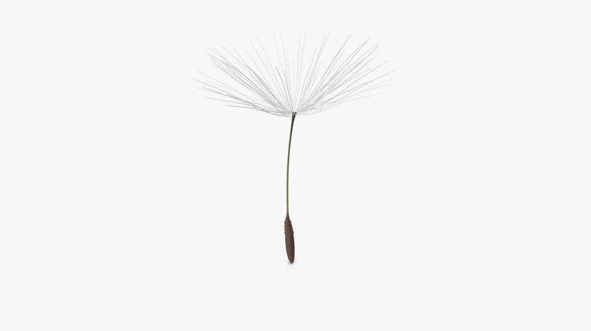 Dandelion Png Pic - Dandelion Seed Transparent Background, Png Download, Free Download