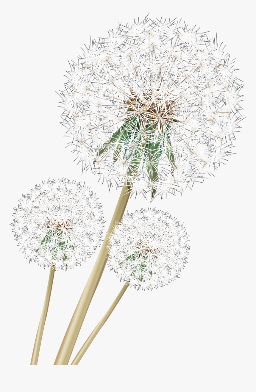 Dandelion Download Png Image - Cow Parsley, Transparent Png, Free Download