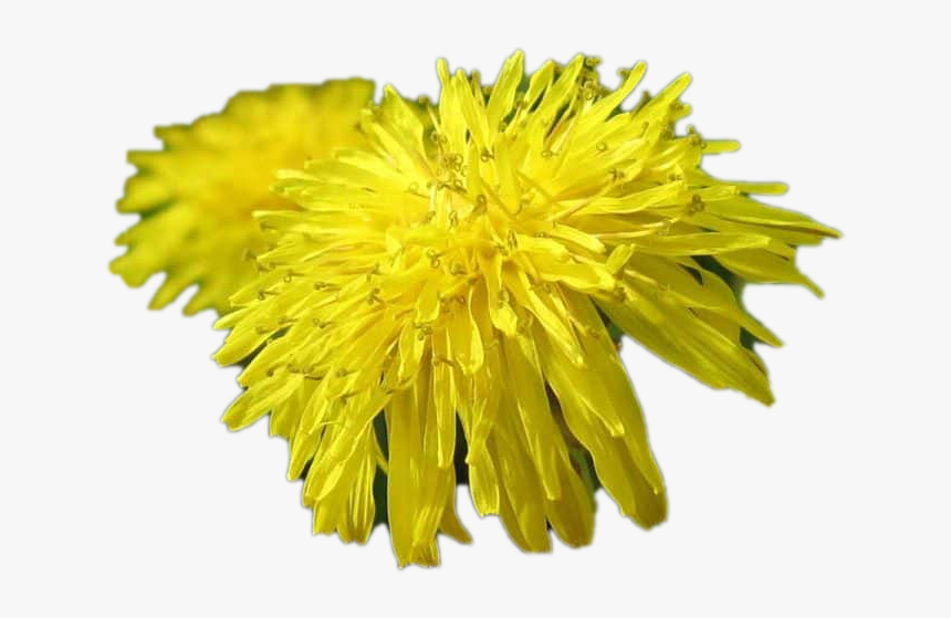 Dandelion, HD Png Download, Free Download