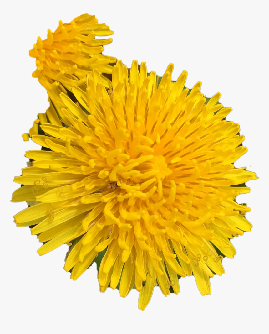 Dandelion .png, Transparent Png, Free Download