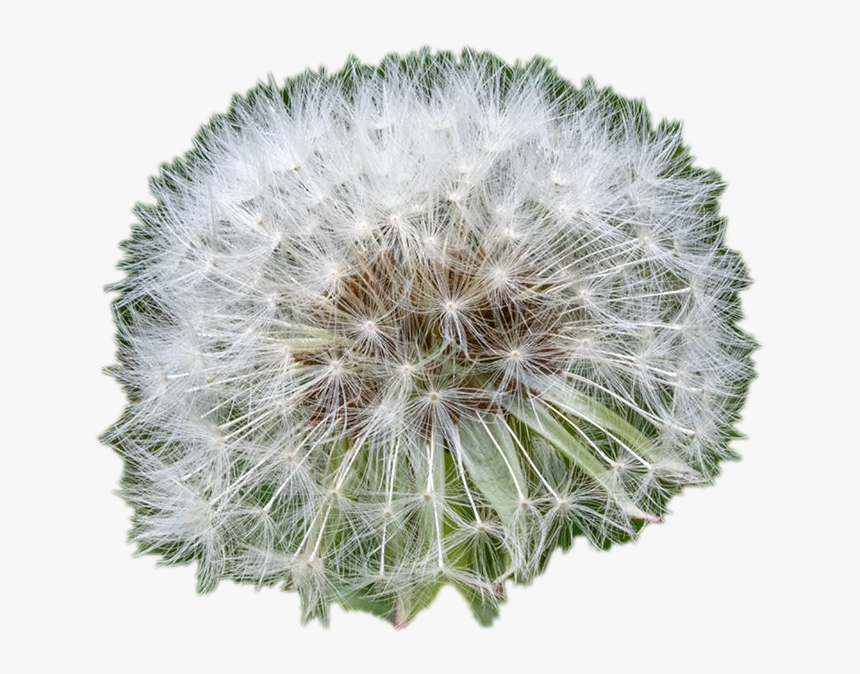 Dandelion, HD Png Download, Free Download