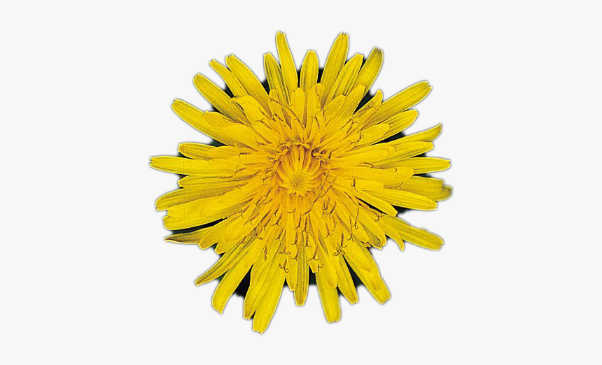 Dandelion, HD Png Download, Free Download