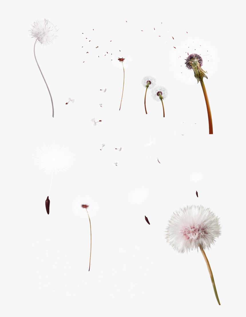 Transparent Dandelion Clip Art - Fireworks, HD Png Download, Free Download