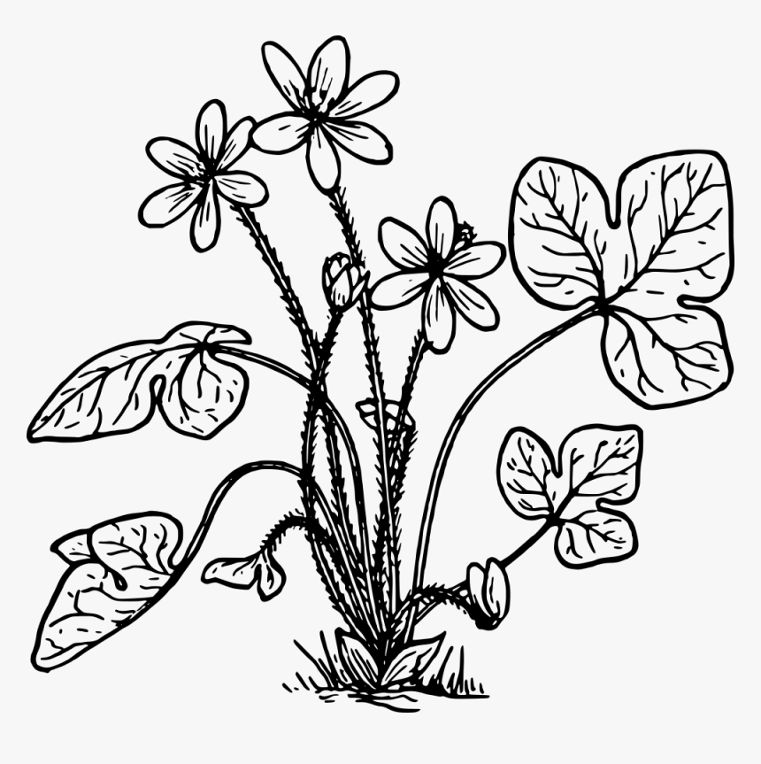 Hepatica - Herbs Plant Clipart Black And White, HD Png Download, Free Download