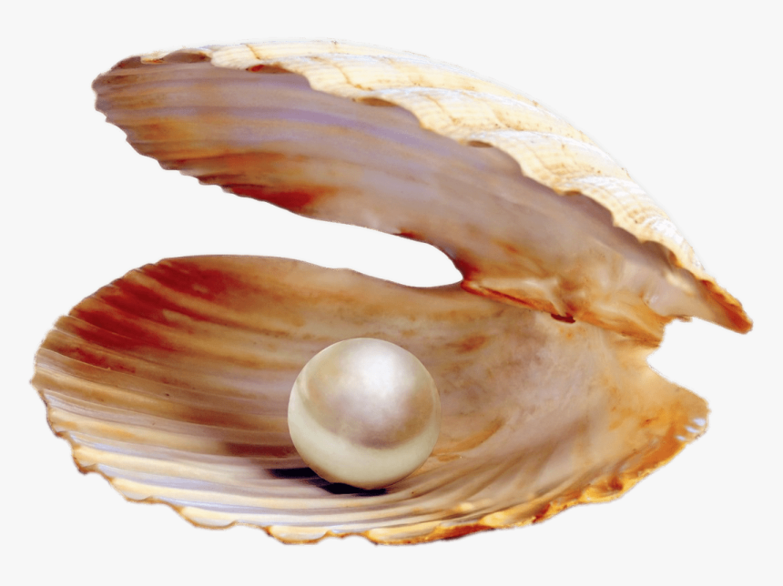 Pearl Png - Clam Pearl Png, Transparent Png, Free Download