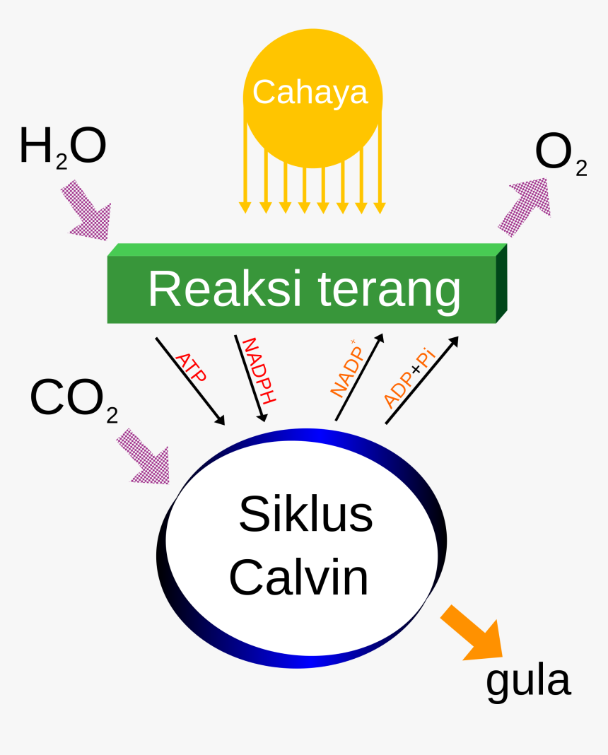 Cellular Respiration Photosynthesis, HD Png Download, Free Download