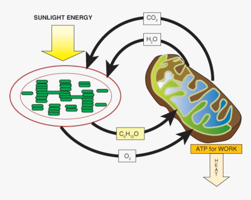 Powering The Cell - Photosynthesis And Cellular Respiration Molecules, HD Png Download, Free Download